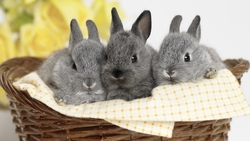 3 Rabbits Sitting in Basket HD Image