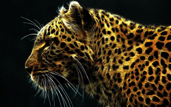 3D Cheetah Wallpaper