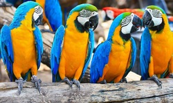 4 Macaw Bird on Pair