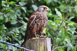4K Image od Bird Hawk Sitting on Wood