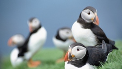 4K Photo of Puffins Birds