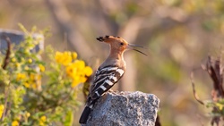 4K Pic of Hoopoe