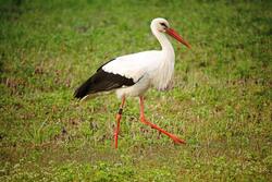 4K Pic of White Stork Walking on Grass