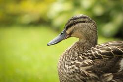 5K Image of Duck Bird