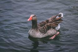 5K Image of Duck Swimming in Water