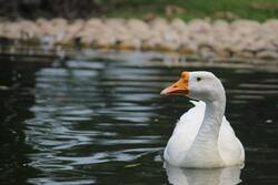 5K Image of White Goose Swimming in Water
