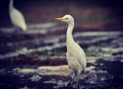 5K Image of White Stork Standing in Marsh