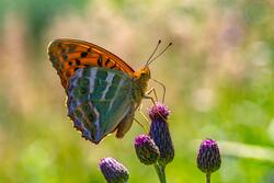 5K Photo of Butterfly on Purple Flower