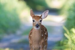 A Baby Indian Deer