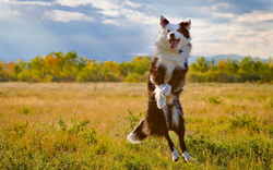 A Beautiful Dog Jumping