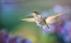 A Beautiful Hummingbird Flying