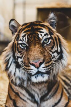 A Bengal Tiger Mobile Photo