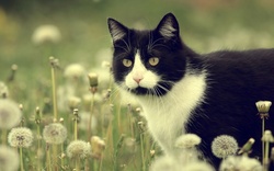 A Black And White Cat