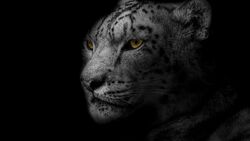 A Black And White Cheetah Photography