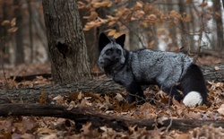 A Black Fox in Jungle