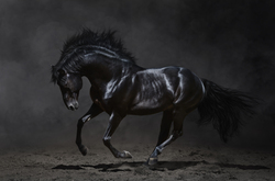A Black Shiny Horse 5K