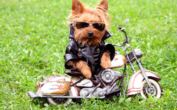 A Cool Biker Dog