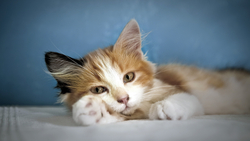 A Cute Cat HD Wallpaper