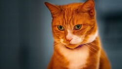 A Golden Colour Cat 5K Pics