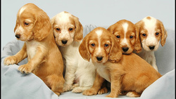 A Group of Puppies