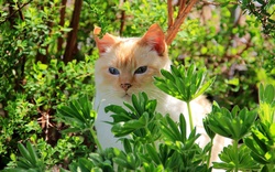 A Hiding Cat in Garden