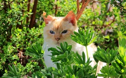 A Hiding Cat in Garden