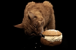 A Hungry Cat Eating Butter Burger