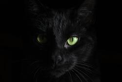 A Killing Black Cat 5K