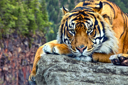 A Tiger in Serious Mode