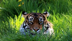 A Tiger is Hiding Behind The Green Grass