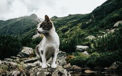A White Cat with Nature View