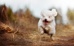 A White Dog is Running
