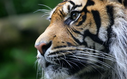 A Zoomed Face of Tiger