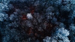 Abstract Arial View of Forest