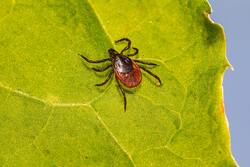 Acari Insect on Green Leaf