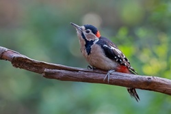 Acorn Woodpecker Bird