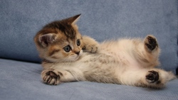 Adorable Cat Playing on Sofa