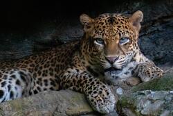 Adult Leopard Lying on Rock