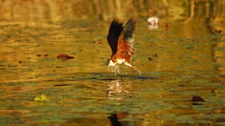 African Bird Fishing in Botswana River