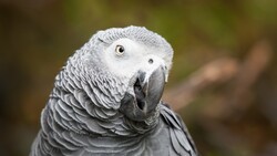 African Grey Parrot