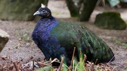 African Peafowl 8K Wallpaper