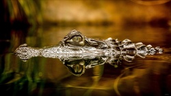Alligator in Water HD Photo