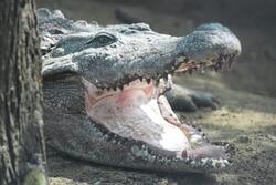 Alligator with Open Mouth