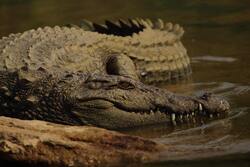 Alligators Image Download