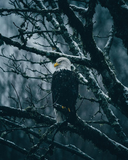 Alone Eagle at Tree Pic
