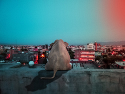 Alone Elephant on Terrace