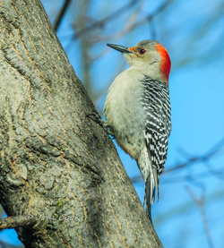 Alone Woodpecker Pic