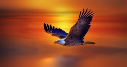 Amazing Bird Eagle Wallpapers