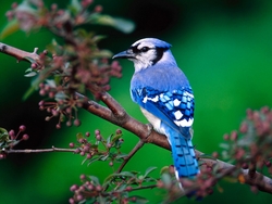 Amazing Blue Bird Sparrow Wallpaper