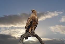 Amazing Click of Falcon Bird on Tree